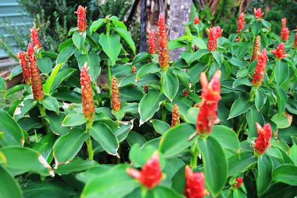 閉鞘姜功效與作用及禁忌 閉鞘姜藥用價值