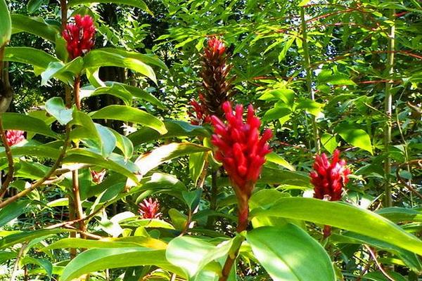 閉鞘姜功效與作用及禁忌 閉鞘姜藥用價值