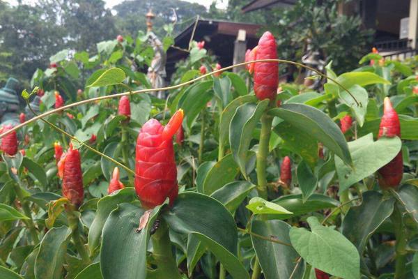 閉鞘姜功效與作用及禁忌 閉鞘姜藥用價值