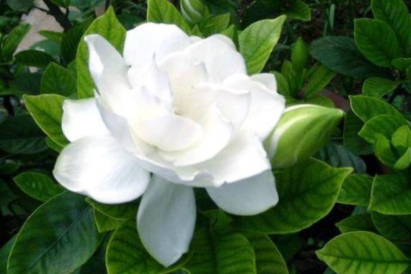 梔子花怎么澆水（多久澆一次）梔子花如何施肥