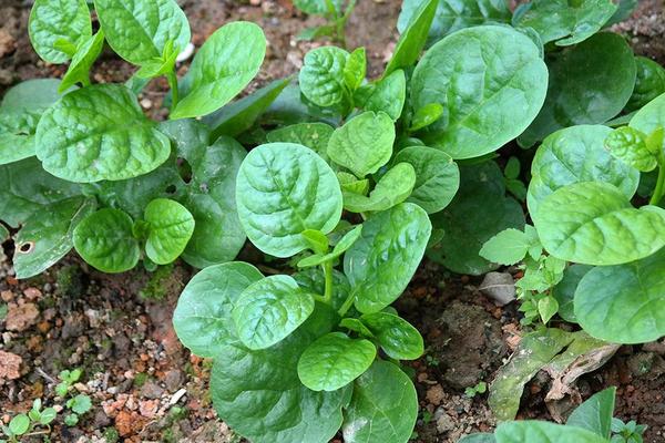 潺菜功效與作用 潺菜營養(yǎng)價值