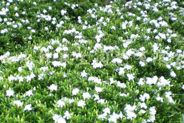 梔子花樹市場價格多少錢一株  梔子花怎么種