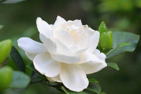 梔子花樹市場價格多少錢一株 梔子花怎么種