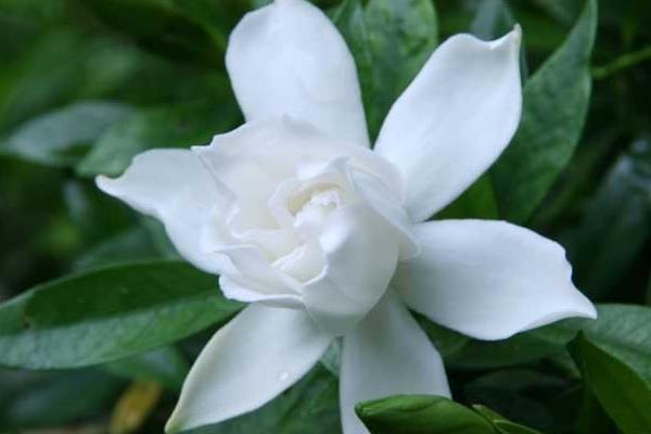 梔子花樹市場價格多少錢一株 梔子花怎么種