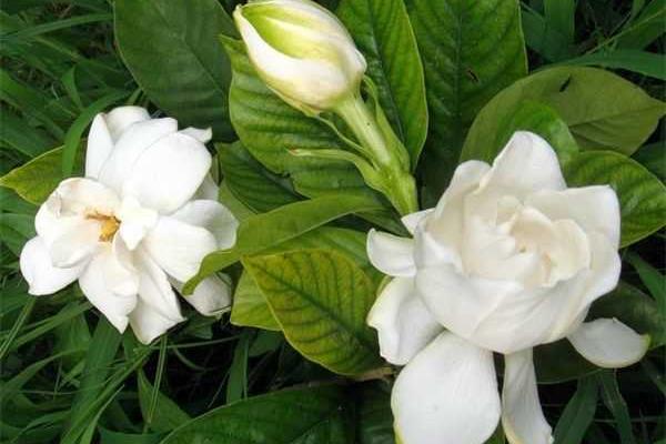 梔子花樹市場價格多少錢一株 梔子花怎么種