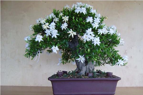 梔子花樹市場價格多少錢一株 梔子花怎么種