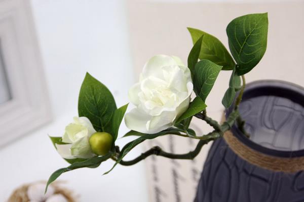 梔子花和茉莉花的區(qū)別是什么梔子花有毒嗎