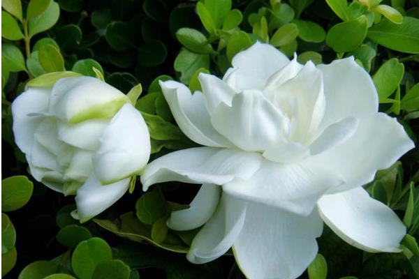 梔子花和茉莉花的區(qū)別是什么梔子花有毒嗎