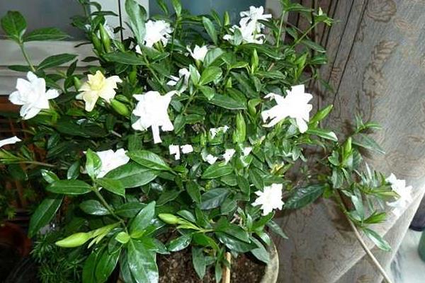 梔子花和茉莉花的區(qū)別是什么梔子花有毒嗎