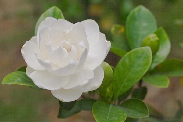 梔子花和茉莉花的區(qū)別是什么梔子花有毒嗎