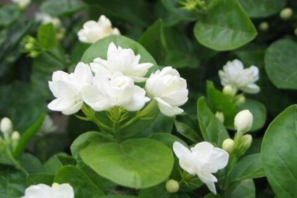 梔子花和茉莉花的區(qū)別是什么梔子花有毒嗎