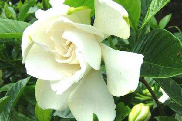 梔子花什么時候開（什么季節） 梔子花花期是幾月