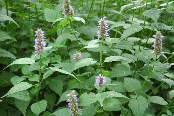 藿香的功效與作用及禁忌 藿香藥用價(jià)值