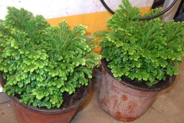 卷柏市場價格多少錢一盆 卷柏的養護方法