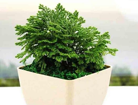 卷柏市場價格多少錢一盆 卷柏的養護方法