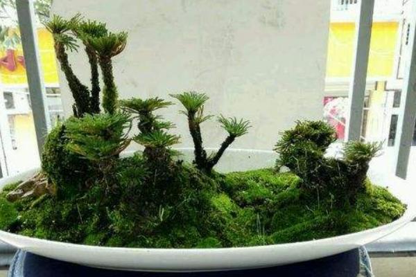 卷柏市場價格多少錢一盆 卷柏的養護方法