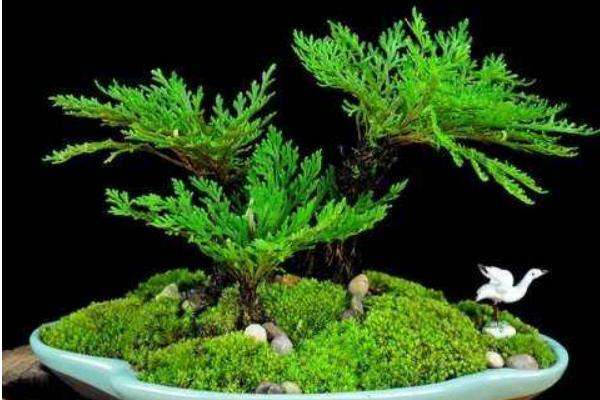 卷柏市場價格多少錢一盆 卷柏的養護方法