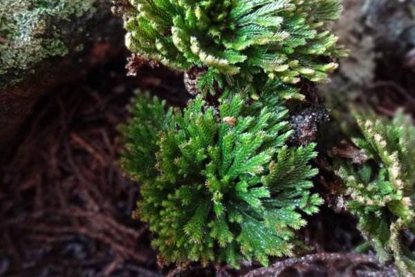 卷柏市場價格多少錢一盆 卷柏的養護方法