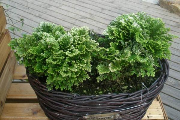 卷柏圖片大全 卷柏是什么植物