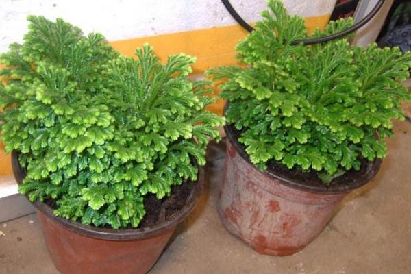 卷柏怎么養(yǎng) 卷柏養(yǎng)殖方法與注意事項(xiàng)