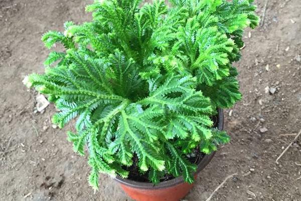 卷柏怎么養(yǎng) 卷柏養(yǎng)殖方法與注意事項(xiàng)