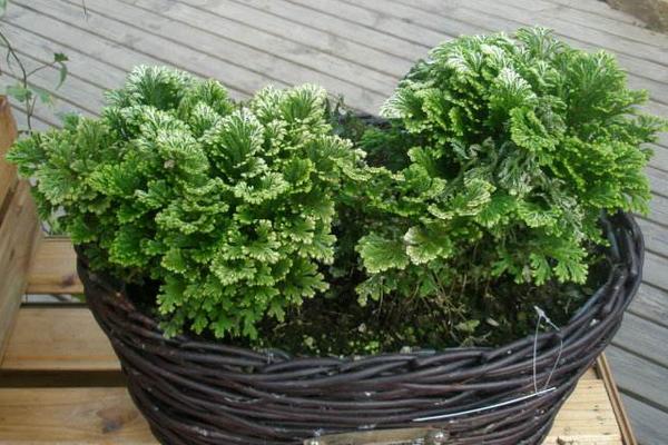 卷柏怎么養(yǎng) 卷柏養(yǎng)殖方法與注意事項(xiàng)