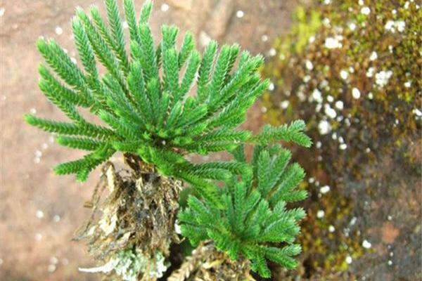 卷柏怎么養(yǎng) 卷柏養(yǎng)殖方法與注意事項(xiàng)