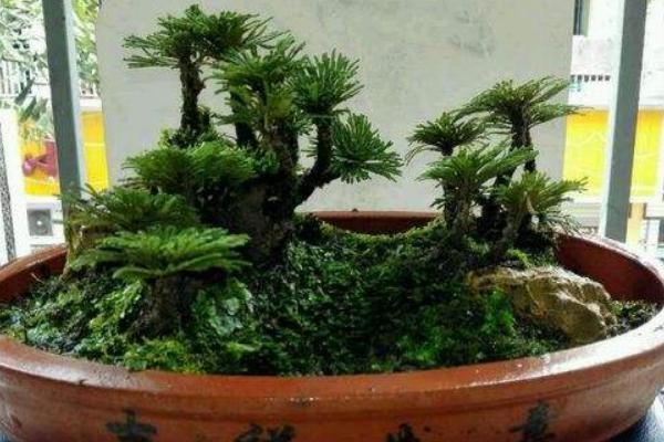 卷柏怎么養(yǎng) 卷柏養(yǎng)殖方法與注意事項(xiàng)