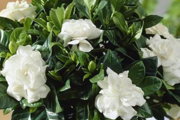 梔子花圖片大全 梔子花花語及寓意