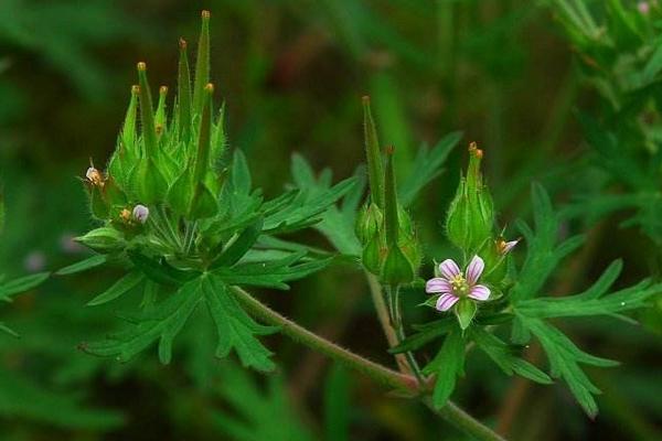 老鸛草什么時候開花 老鸛草花期是幾月