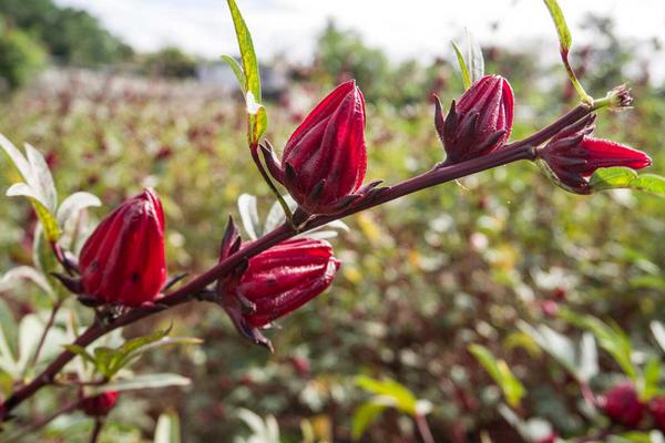 洛神花圖片大全 洛神花花語及寓意