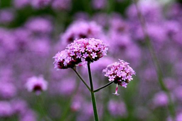 馬鞭草的功效與作用 馬鞭草的禁忌