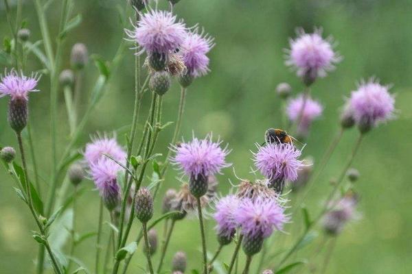 藿香薊什么時候開花 藿香薊花期是幾月