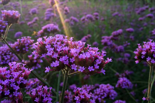 馬鞭草圖片大全 馬鞭草花語及寓意