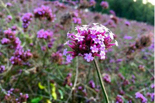 馬鞭草圖片大全 馬鞭草花語及寓意