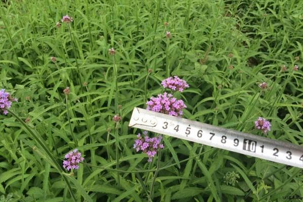 馬鞭草圖片大全 馬鞭草花語及寓意