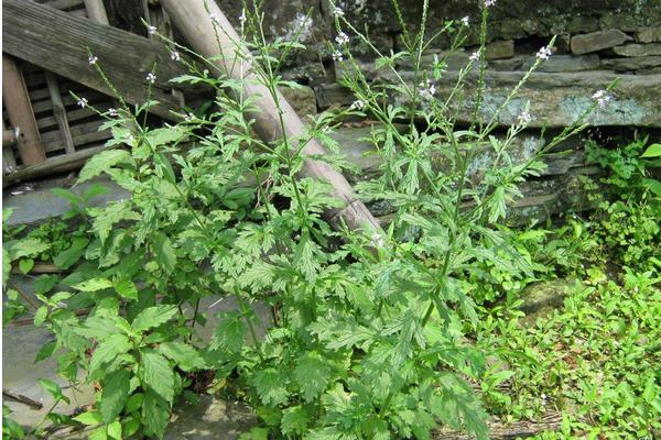 馬鞭草圖片大全 馬鞭草花語及寓意