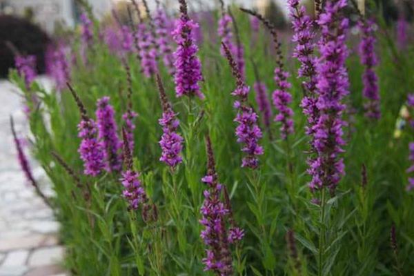 馬鞭草圖片大全 馬鞭草花語及寓意