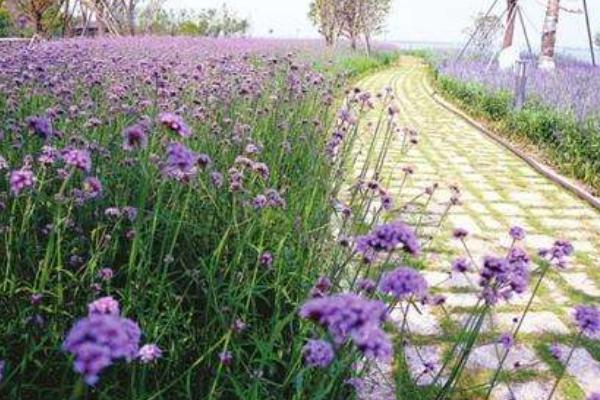 馬鞭草圖片大全 馬鞭草花語及寓意