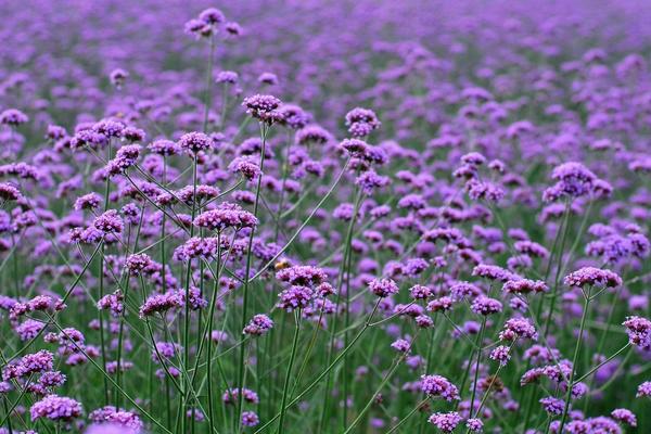 馬鞭草圖片大全 馬鞭草花語及寓意