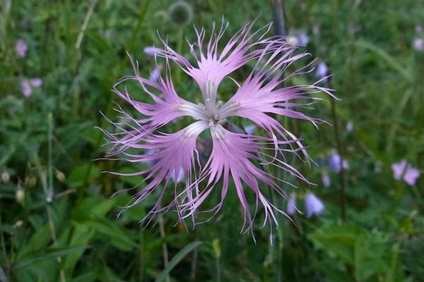 瞿麥采收時間與方法瞿麥?zhǔn)裁床シN