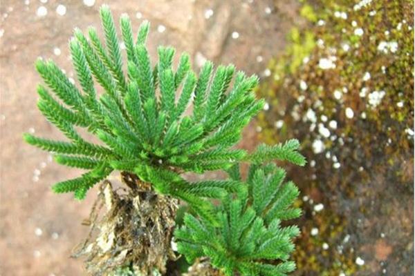 卷柏市場(chǎng)價(jià)格多少錢(qián)一盆 卷柏的養(yǎng)護(hù)方法