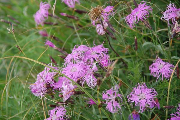 瞿麥怎么種 瞿麥種植方法與注意事項