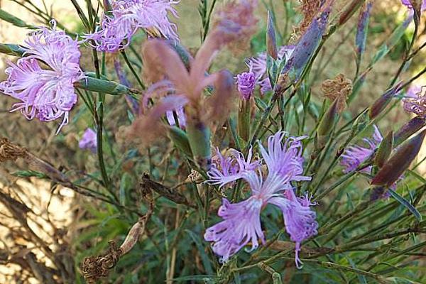 瞿麥怎么種 瞿麥種植方法與注意事項