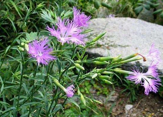 瞿麥怎么種 瞿麥種植方法與注意事項