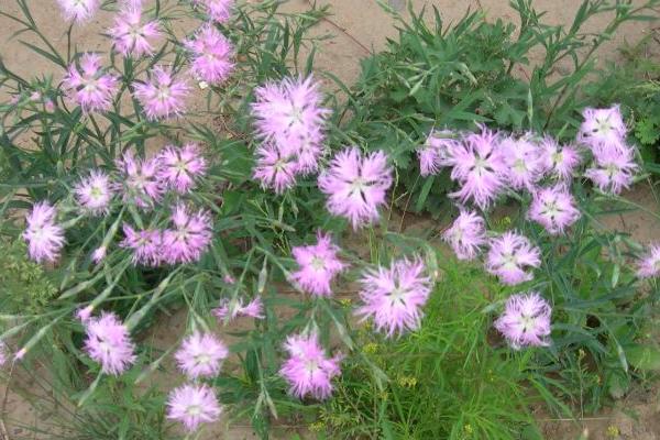 瞿麥怎么種 瞿麥種植方法與注意事項