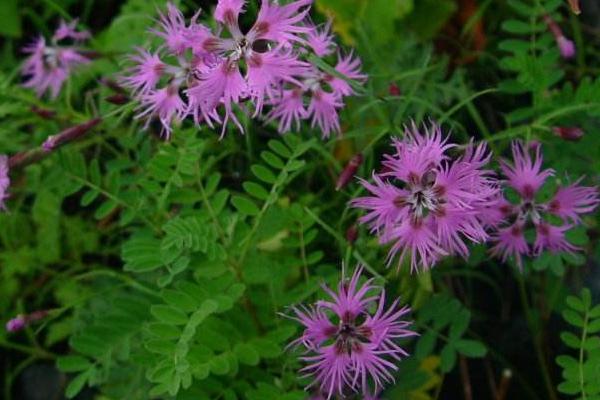 瞿麥怎么種 瞿麥種植方法與注意事項