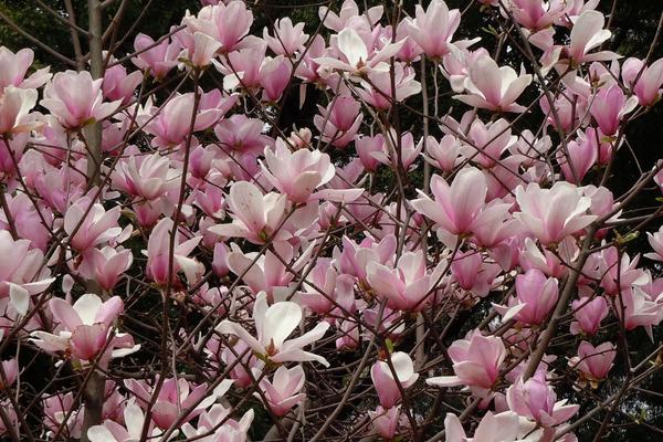 玉蘭樹價格多少錢一棵 玉蘭花的品種