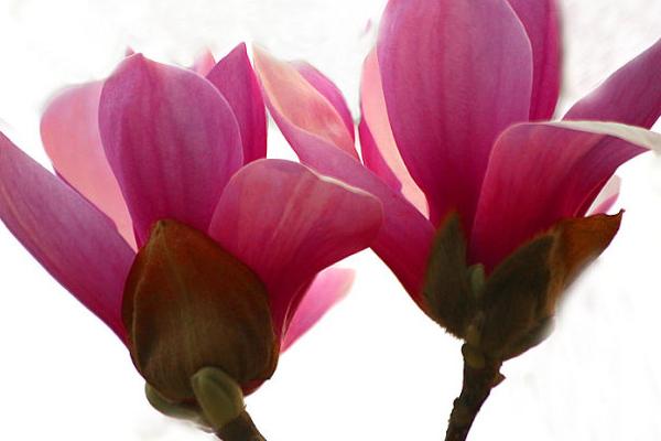 玉蘭樹價格多少錢一棵 玉蘭花的品種