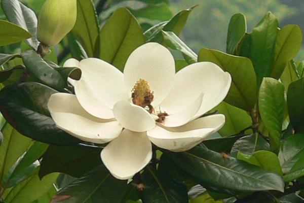 玉蘭樹價格多少錢一棵 玉蘭花的品種